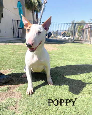 Poppy